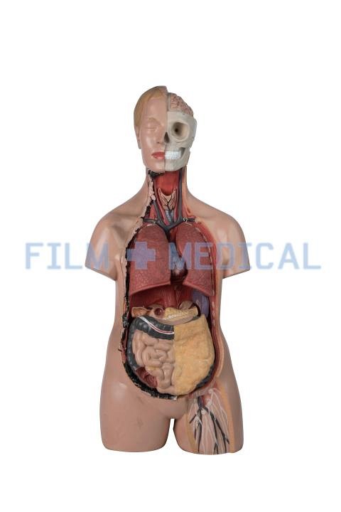 Anatomical Teaching Model 